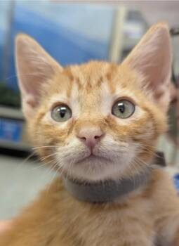 Eddie Sheeran -  Domestic Short Hair Cat for Adoption in Ruskin, Florida - Eddie Sheeran | PetCurious
