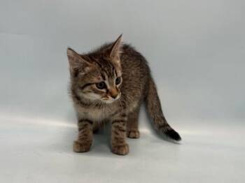 Uranus -  Domestic Short Hair Cat for Adoption in Woodbury, Minnesota - Uranus | PetCurious