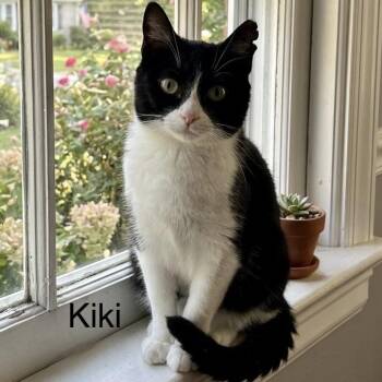 Domestic Short Hair Cats Available for Adoption in Belleville, Illinois - Kiki | PetCurious