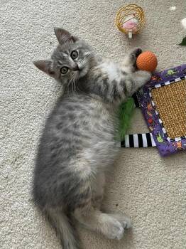 Rescue Domestic Short Hair Cats for Adoption in Abbotsford, British Columbia - Cosmo | PetCurious