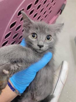 Greyson -  Domestic Short Hair Cat for Adoption in Largo, Florida - Greyson | PetCurious