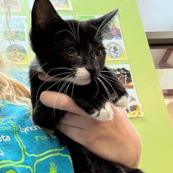 Laura -  Domestic Medium Hair Cat for Adoption in Lynchburg, Virginia - Laura | PetCurious