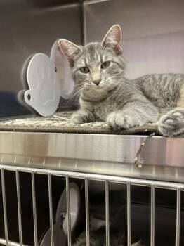 Domestic Short Hair Cats Available for Adoption - Teeka | PetCurious