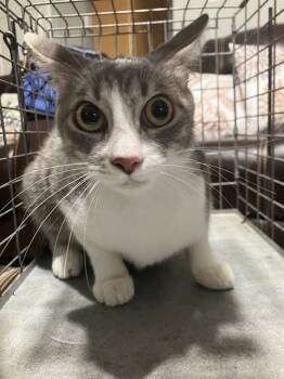 TREE -  Domestic Short Hair Cat for Adoption in Dallas, Texas - TREE | PetCurious