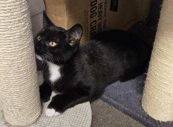 Blueberry -  Tuxedo Cat for Adoption in Milford, Connecticut - Blueberry | PetCurious