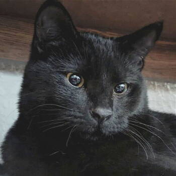 Rescue Domestic Short Hair Cats for Adoption in Laramie, Wyoming - Morel | PetCurious