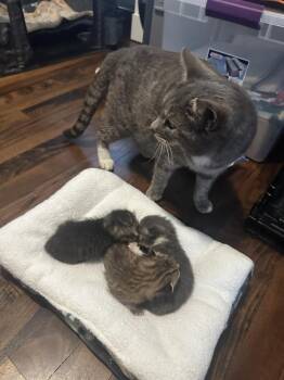Domestic Short Hair Cats Available for Adoption in Ferndale, Michigan - Sadie | PetCurious