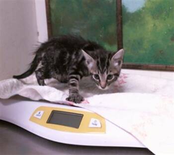JAGGER -  Domestic Short Hair Cat for Adoption in Houston, Texas - JAGGER | PetCurious