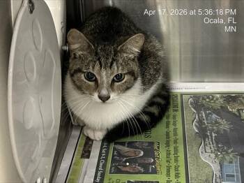 Domestic Short Hair Cats Available for Adoption in Ocala, Florida - A380511 | PetCurious
