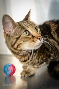 Bella -  Domestic Short Hair Cat Available for Adoption in Elmwood, Louisiana - Bella | PetCurious