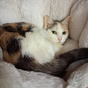 Piper -  Domestic Short Hair Cat for Adoption in Middlebury, Vermont - Piper | PetCurious
