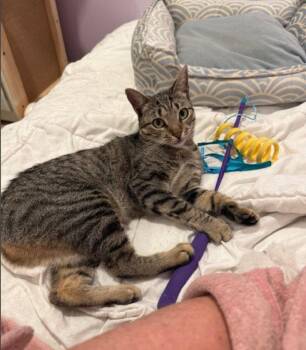 Domestic Short Hair Cats Available for Adoption in Herndon, Virginia - Meetsy | PetCurious