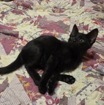 Rescue Domestic Short Hair Cats for Adoption in Charles City, Iowa - Coal | PetCurious