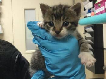 Domestic Short Hair Cats Available for Adoption in Riverside, California - MILO | PetCurious