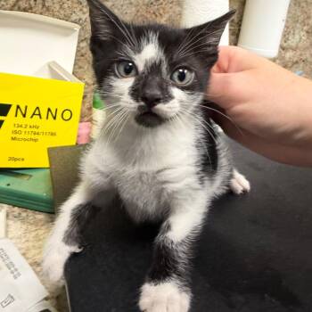 Olaf -  Domestic Short Hair Cat for Adoption in Webster, Texas - Olaf | PetCurious