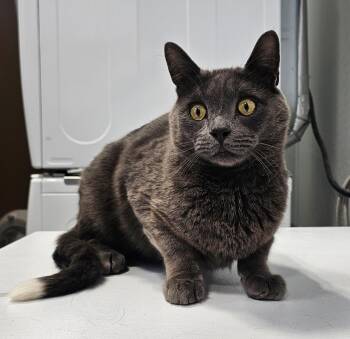 Rescue Domestic Short Hair Cats for Adoption in Dickinson, North Dakota - Angel | PetCurious