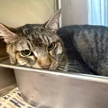 Domestic Short Hair Cats Available for Adoption - Nelson | PetCurious