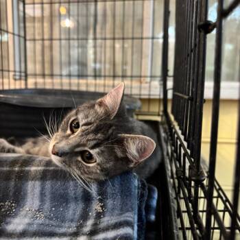 Domestic Short Hair Cats Available for Adoption - Chewy Rivas | PetCurious