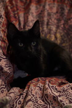 Rescue Domestic Short Hair Cats for Adoption in Cincinnati, Ohio - Uncle Fester | PetCurious