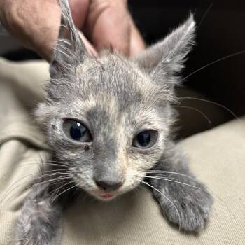 Andy -  American Shorthair Cat for Adoption in Lufkin, Texas - Andy | PetCurious