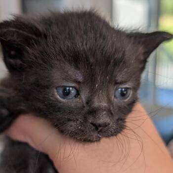 Acrobat -  Domestic Short Hair Cat for Adoption in Chapel Hill, North Carolina - Acrobat | PetCurious