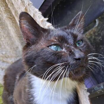 Domestic Short Hair Cats Available for Adoption in Volcano, Hawaii - BRUTUS | PetCurious