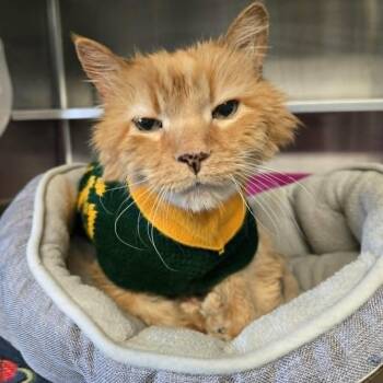 Domestic Long Hair Cats Available for Adoption in Watertown, Wisconsin - Mr. Burns | PetCurious