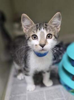Nimbus -  Domestic Short Hair Cat for Adoption in Westland, Michigan - Nimbus | PetCurious