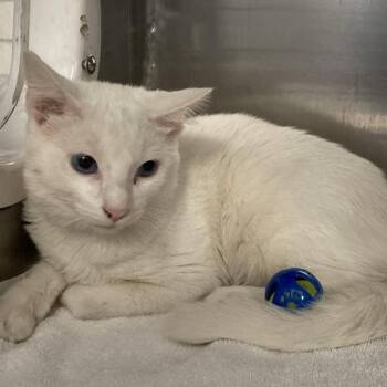 Aaron -  Domestic Medium Hair Cat for Adoption in Long Beach, California - Aaron | PetCurious