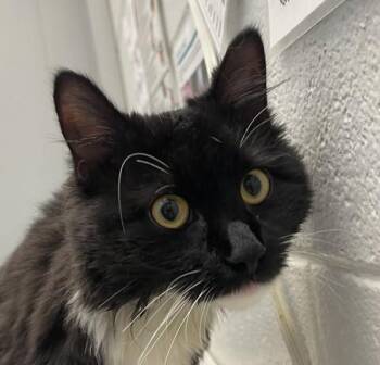 Toe -  Domestic Medium Hair Cat Available for Adoption in Golden, Colorado - Toe | PetCurious