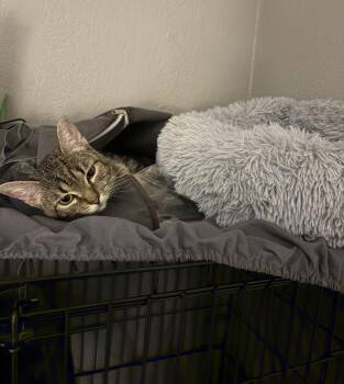 Rescue Domestic Short Hair Cats for Adoption in Reno, Nevada - Pepper | PetCurious