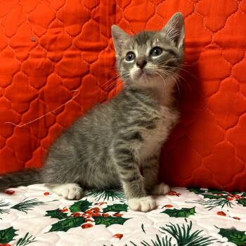 Rescue Domestic Short Hair Cats for Adoption in Glenfield, New York - Kenny | PetCurious