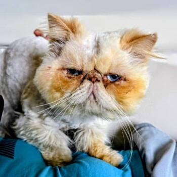 Persian Cats Available for Adoption - Gangster Of Love | PetCurious