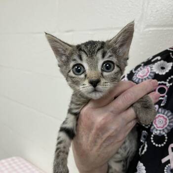 Tabitha -  Domestic Short Hair Cat for Adoption in Lyndhurst, Virginia - Tabitha | PetCurious