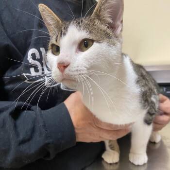 Domestic Short Hair Cats Available for Adoption in Monroe, Louisiana - Miko | PetCurious