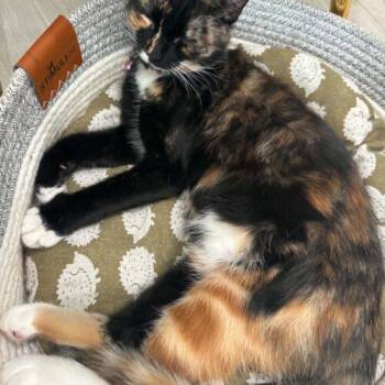 Starr -  Domestic Medium Hair Cat for Adoption in Tampa, Florida - Starr | PetCurious