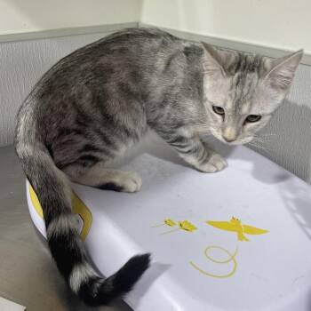 Domestic Short Hair Cats Available for Adoption - Snow | PetCurious