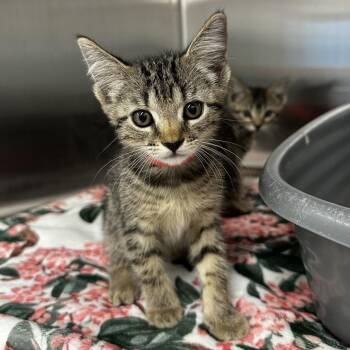 Velvet -  Domestic Short Hair Cat for Adoption in Montgomery, Alabama - Velvet | PetCurious