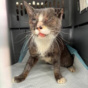 Heavy 70 -  Domestic Short Hair Cat for Adoption in Titusville, Florida - Heavy 70 | PetCurious