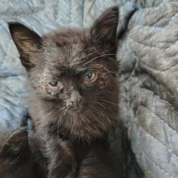 Ford -  Domestic Short Hair Cat for Adoption in Monroe, Michigan - Ford | PetCurious