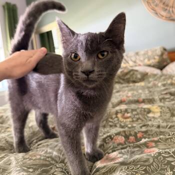 Sassafrass -  Domestic Short Hair Cat for Adoption in Dickson, Tennessee - Sassafrass | PetCurious