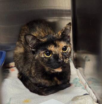Rockie -  Domestic Short Hair Cat for Adoption in Ocala, Florida - Rockie | PetCurious