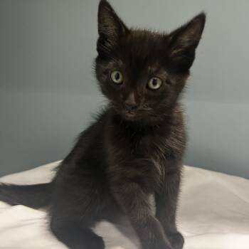 Domestic Medium Hair Cats Available for Adoption in Chattanooga, Tennessee - Dr. Bronner