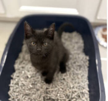 Rescue Domestic Short Hair Cats for Adoption in Herndon, Virginia - Sally | PetCurious