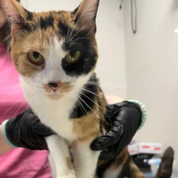 Domestic Short Hair Cats Available for Adoption in Great Falls, Montana - Babe | PetCurious
