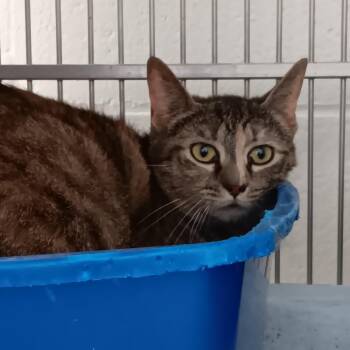 Domestic Short Hair Cats Available for Adoption in Auburn, Alabama - Ramah | PetCurious