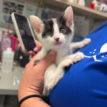 Hannah -  Domestic Short Hair Cat for Adoption in Englewood, Florida - Hannah | PetCurious