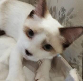 Siamese and Munchkin Cats Available for Adoption in Oakland Park, Florida - Duffy | PetCurious
