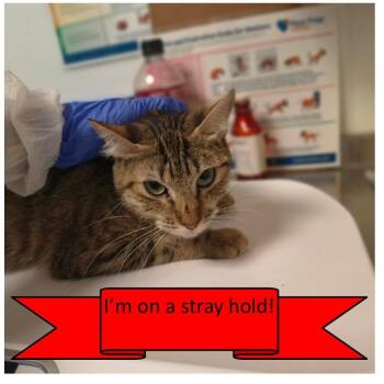 Domestic Short Hair Cats Available for Adoption in Tulsa, Oklahoma - Syrax | PetCurious