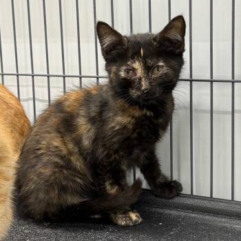 Taffy -  Domestic Medium Hair Cat for Adoption in Richmond, Missouri - Taffy | PetCurious